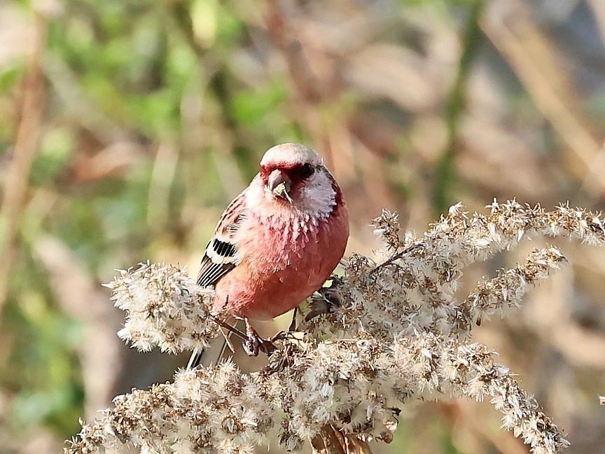 今日の鳥見_b0387717_10415769.jpg