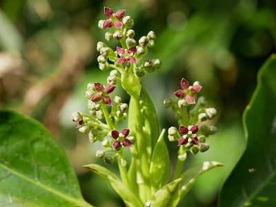 アオキとコノテガシワの花観察！_e0272335_17113118.jpg