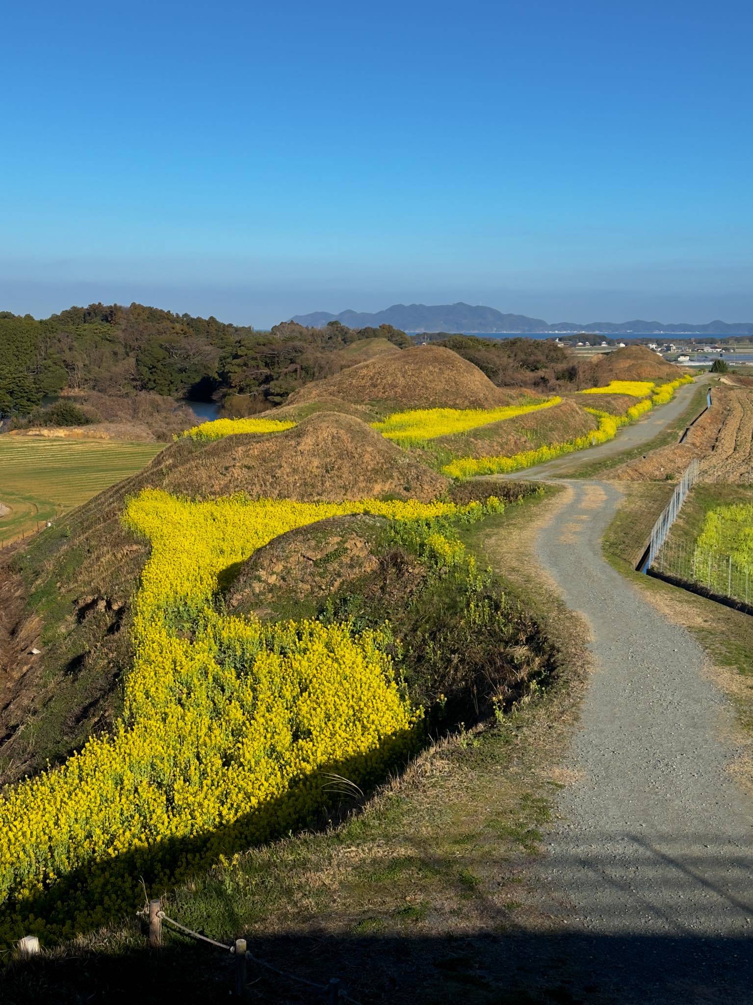 新原奴山古墳群　菜の花　福岡県福津市奴山　2024.02.17_b0023047_04011896.jpg