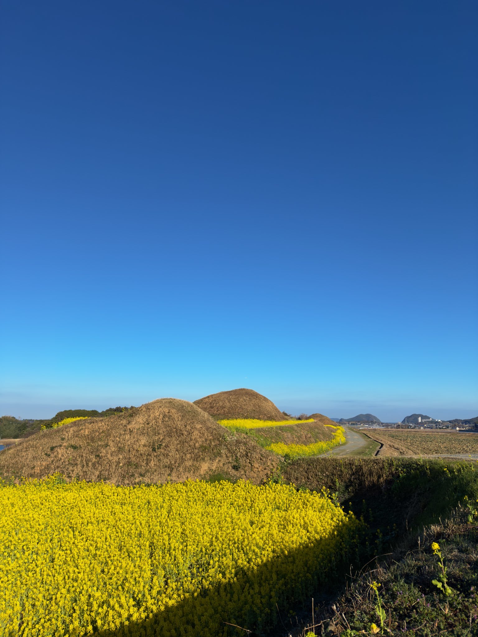 新原奴山古墳群　菜の花　福岡県福津市奴山　2024.02.17_b0023047_04014072.jpg