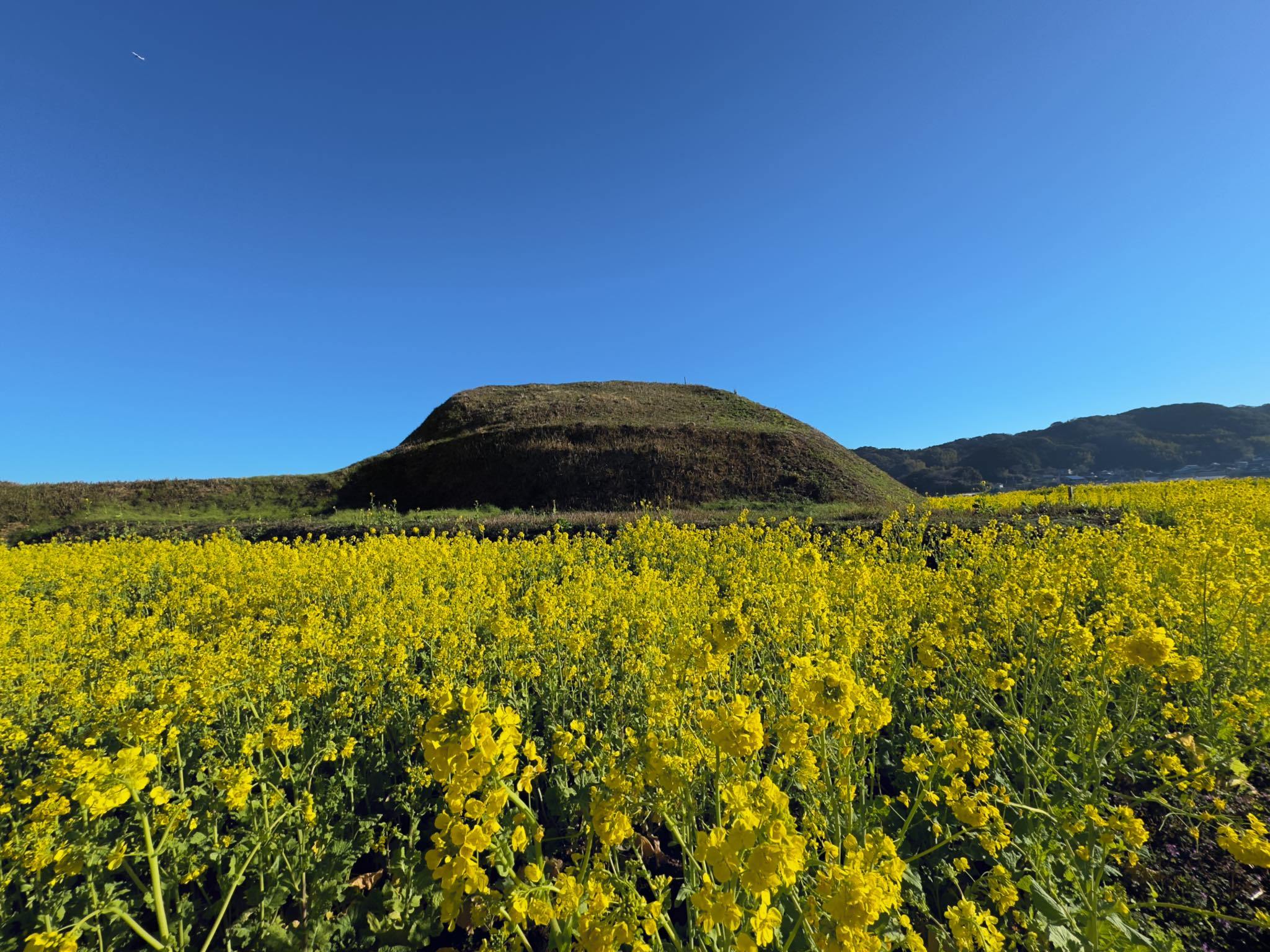 新原奴山古墳群　菜の花　福岡県福津市奴山　2024.02.17_b0023047_04021452.jpg