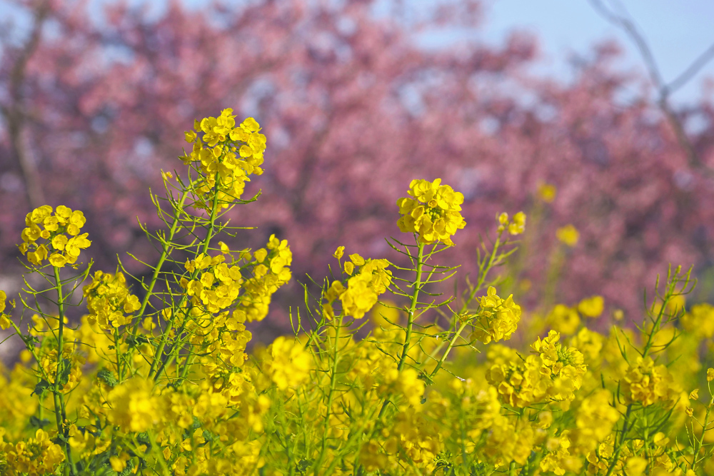 河津桜 4　　　三重県_d0286954_04405390.jpg