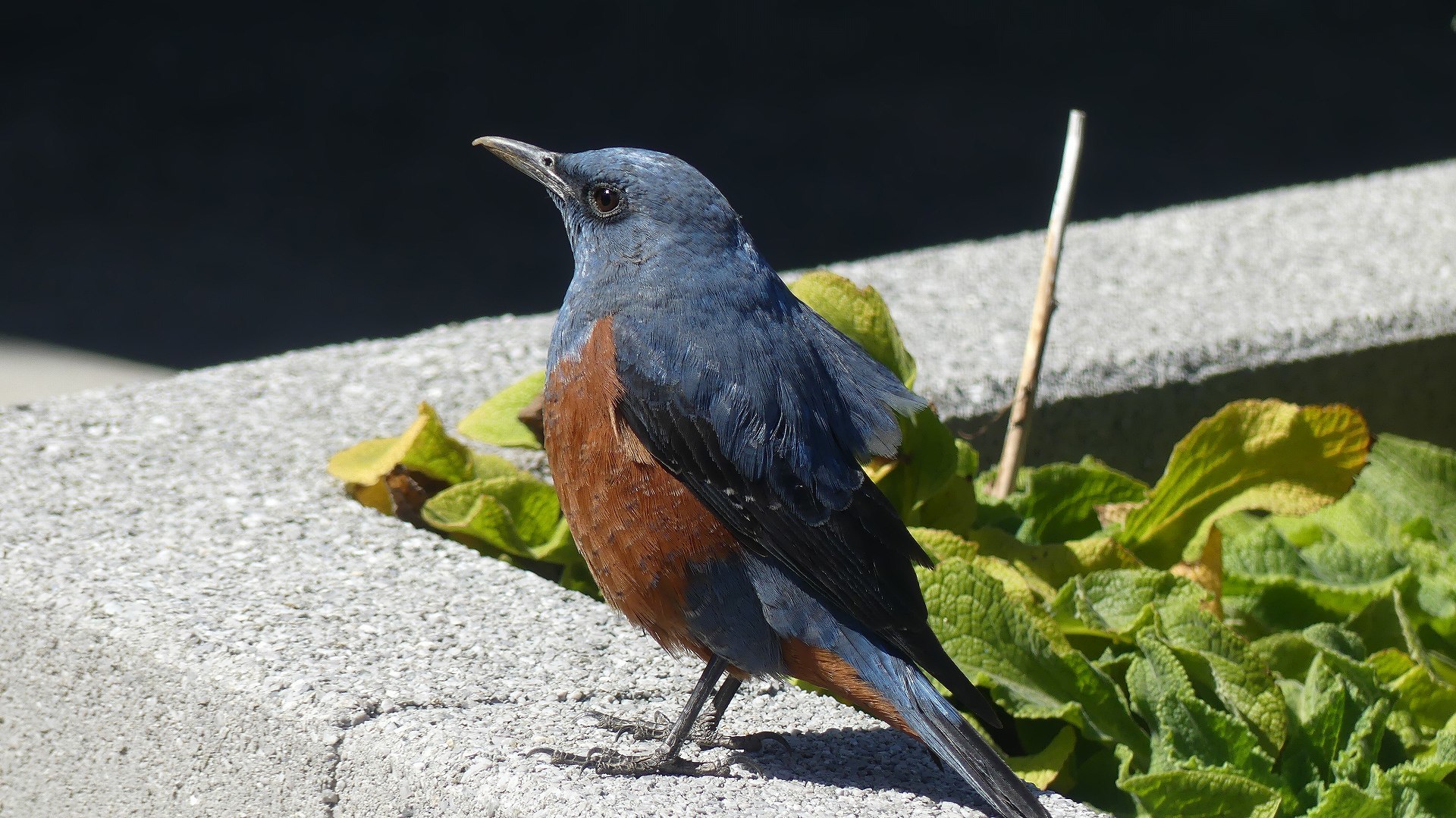 花桃が満開です_a0185081_10004917.jpg