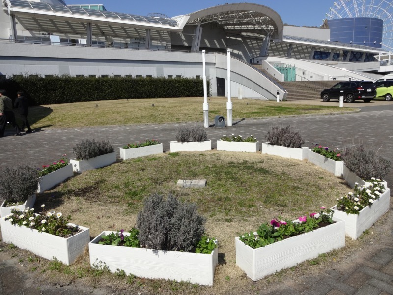 名古屋港水族館前花壇の植栽R6.3.11_d0338682_08025549.jpg