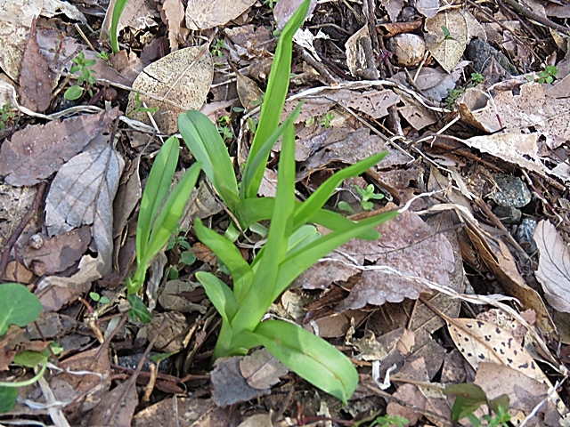 鞍岳のマンサクと花散策、11日。_f0357487_21574802.jpg