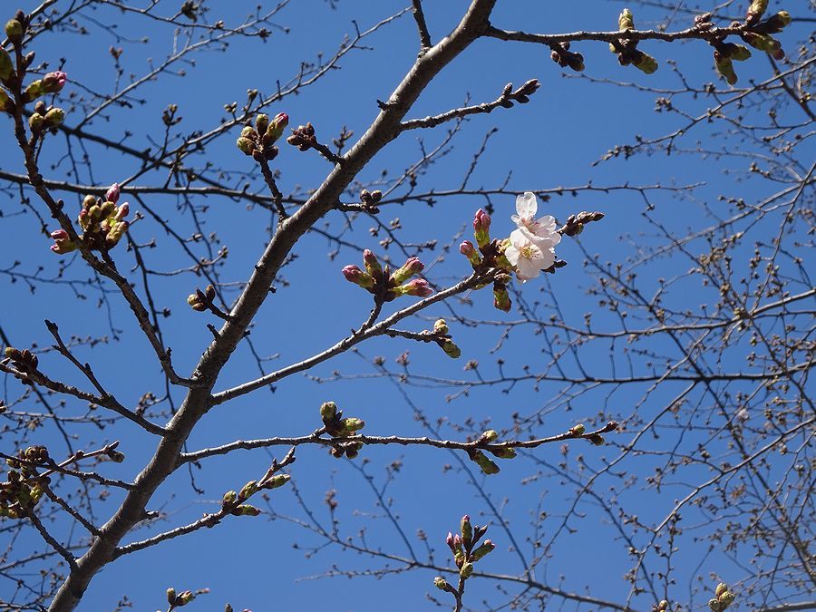 桜の開花は18日とか・・・_b0050301_10283245.jpg