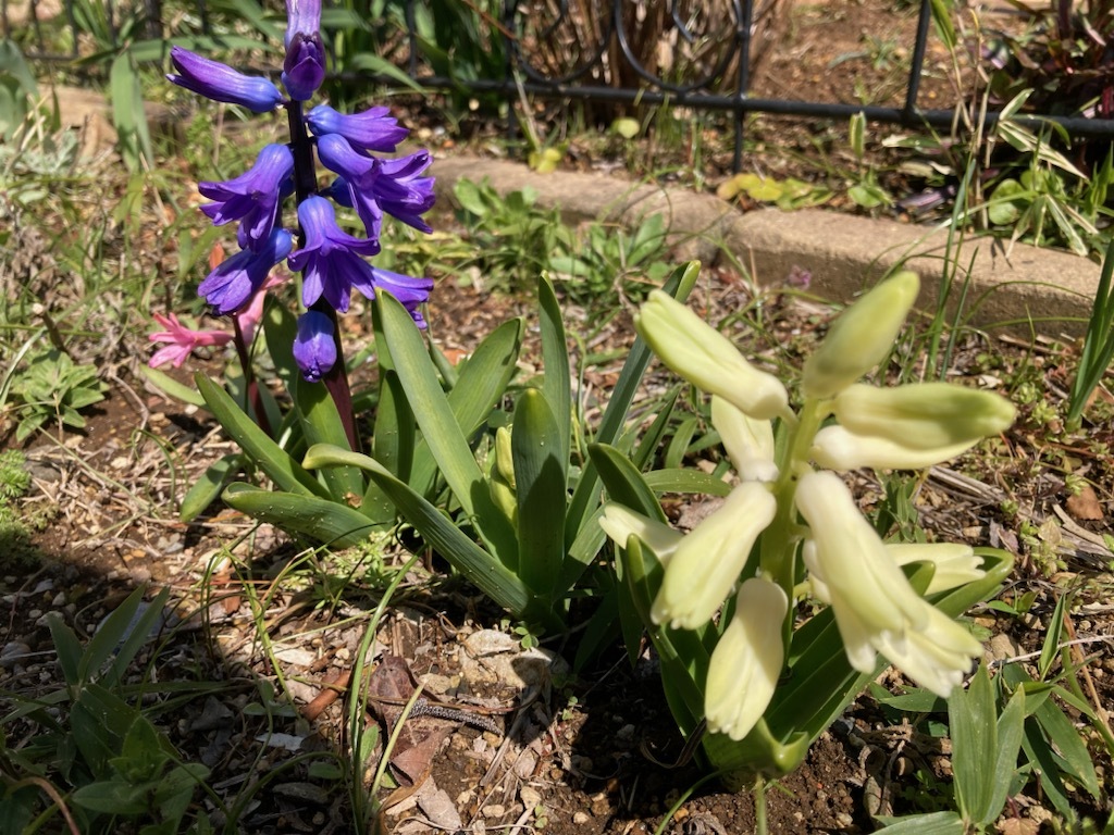 庭の花と青森弾丸ツアー第2弾_f0162908_20495396.jpg