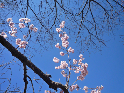 木の春の花_b0045357_07173394.jpg