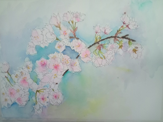 桜の水彩画_f0035506_22482427.jpg
