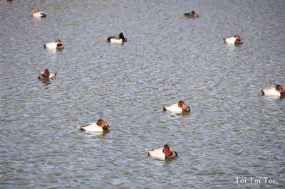 池の鳥_e0399307_21430312.jpg