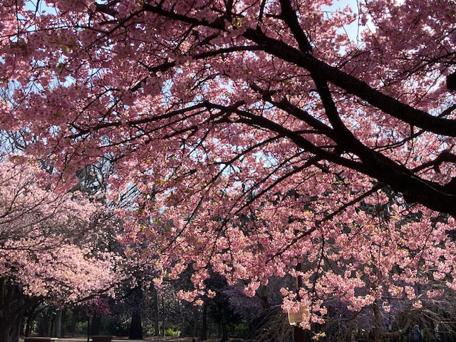 河津桜お花見 2024_e0208519_11273916.jpg