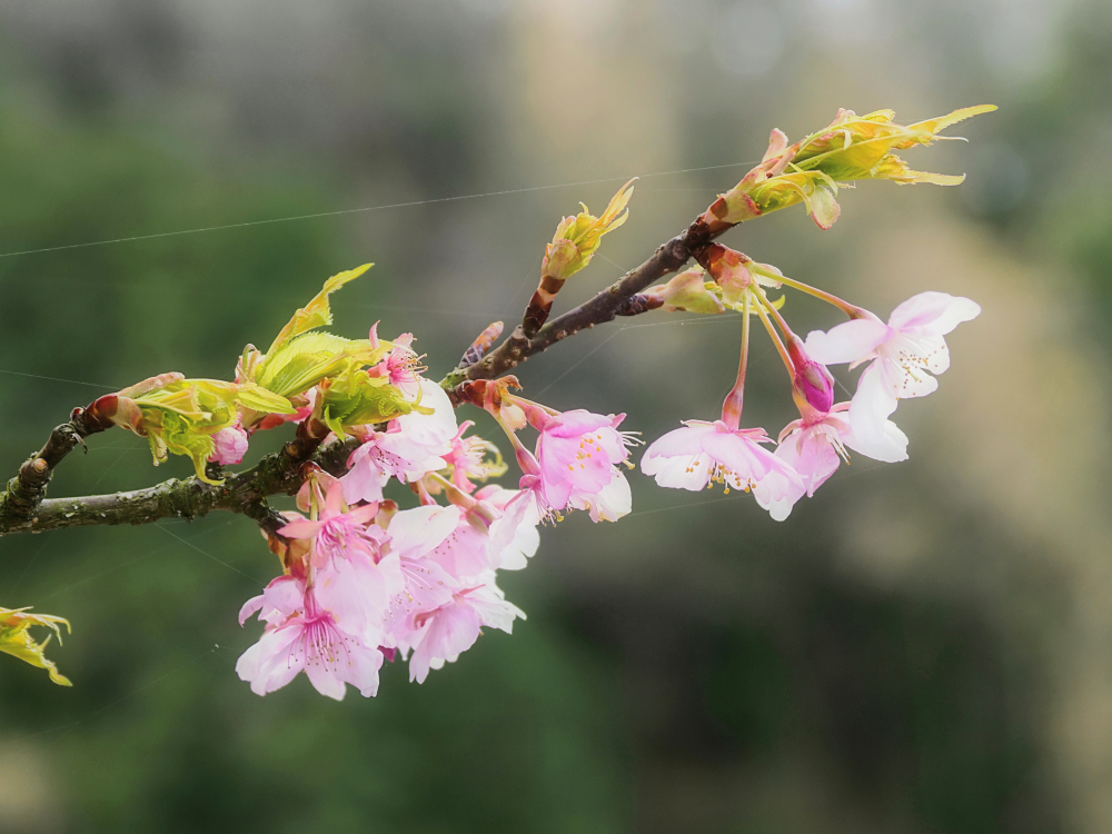 河津桜 6　　　奈良県_d0286954_05000440.jpg