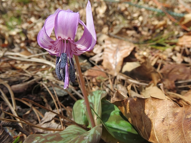 五家荘の花の下見に行きました、13日。_f0357487_20573727.jpg