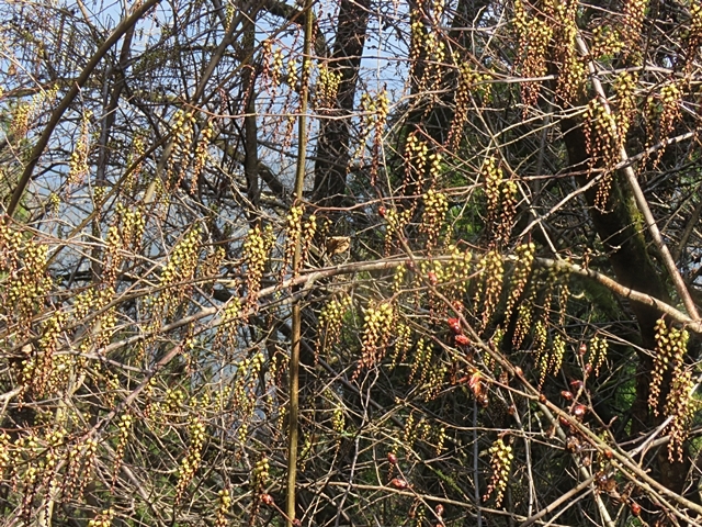 五家荘の花の下見に行きました、13日。_f0357487_21131186.jpg