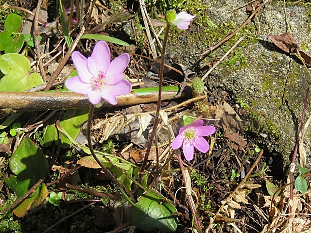 五家荘の花の下見に行きました、13日。_f0357487_21415490.jpg