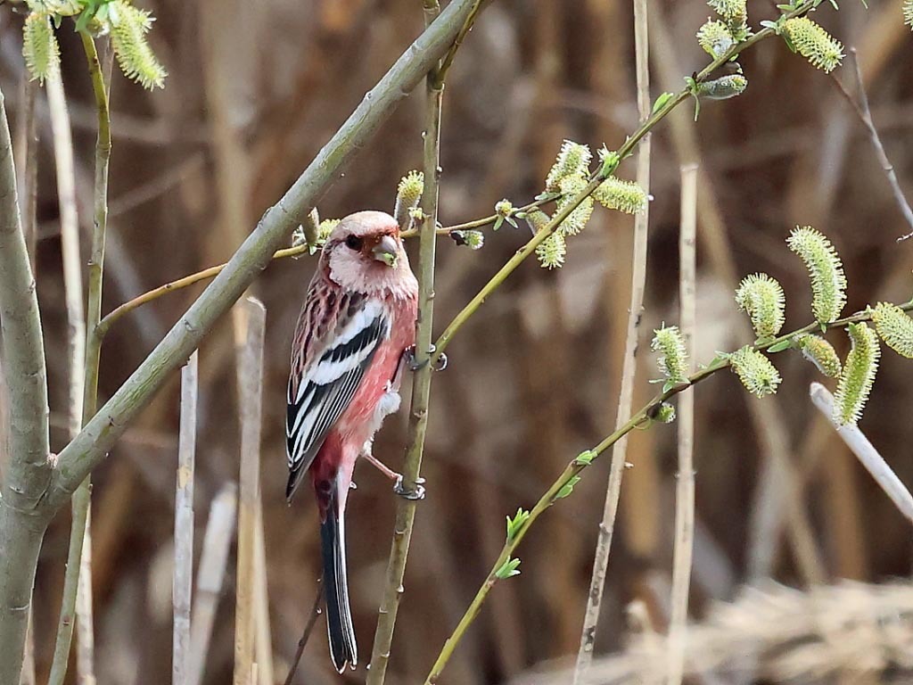 今日の鳥見_b0387717_19005950.jpg