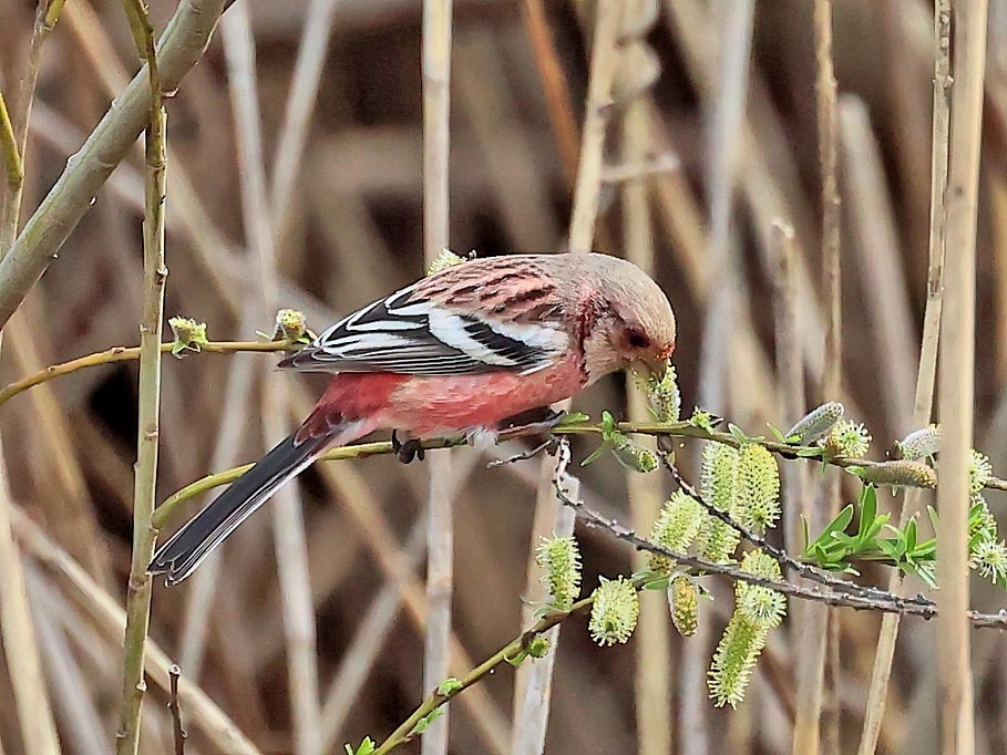 今日の鳥見_b0387717_19011000.jpg