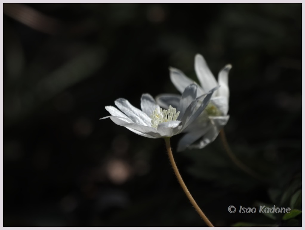 赤塚植物園・春-1　　　038）_c0068050_00054062.jpg