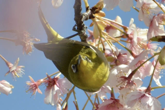 河津桜とメジロ サクジロウ_a0059277_11005561.jpg