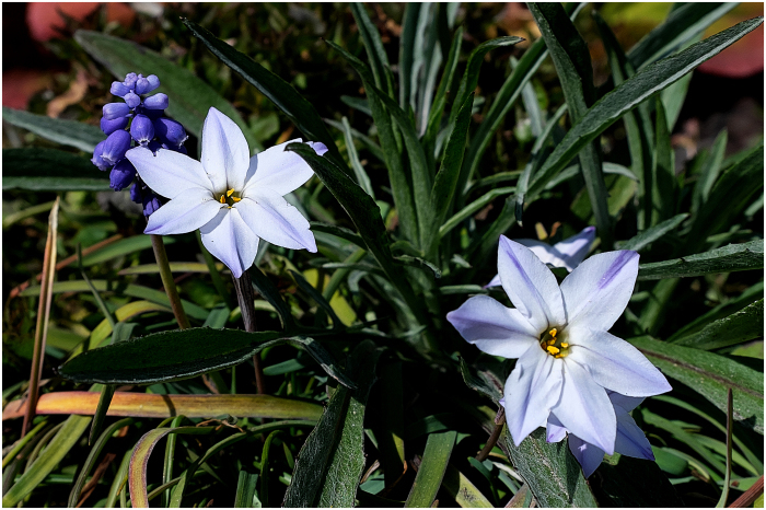 花と花のコラボレーション_c0405385_22220851.jpg