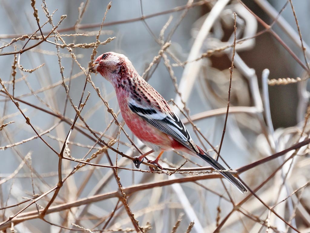 今日の鳥見_b0387717_09040133.jpg