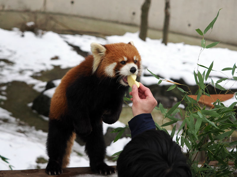 「雪の動物園」最終日のレッサーパンダのまんまタイム_f0224624_21595140.jpg