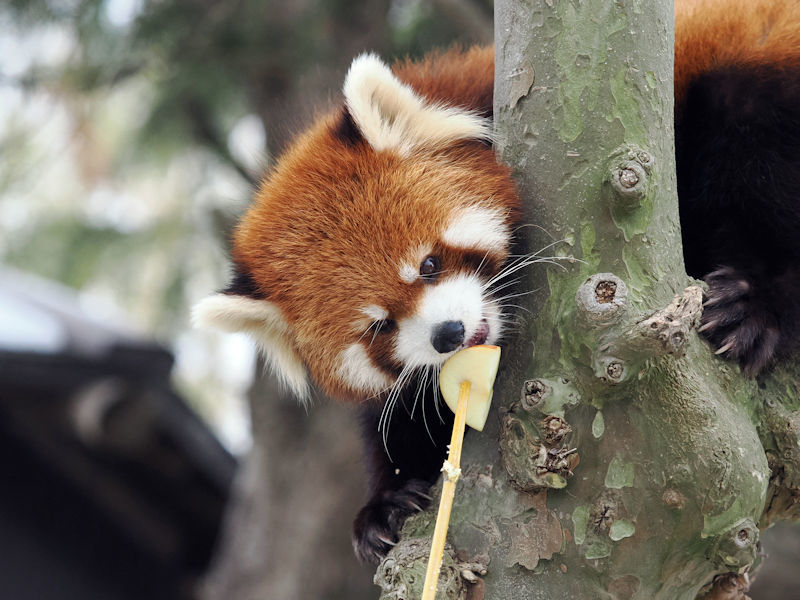 「雪の動物園」最終日のレッサーパンダのまんまタイム_f0224624_22021576.jpg