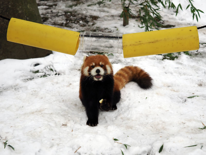 「雪の動物園」最終日のレッサーパンダのまんまタイム_f0224624_22111815.jpg