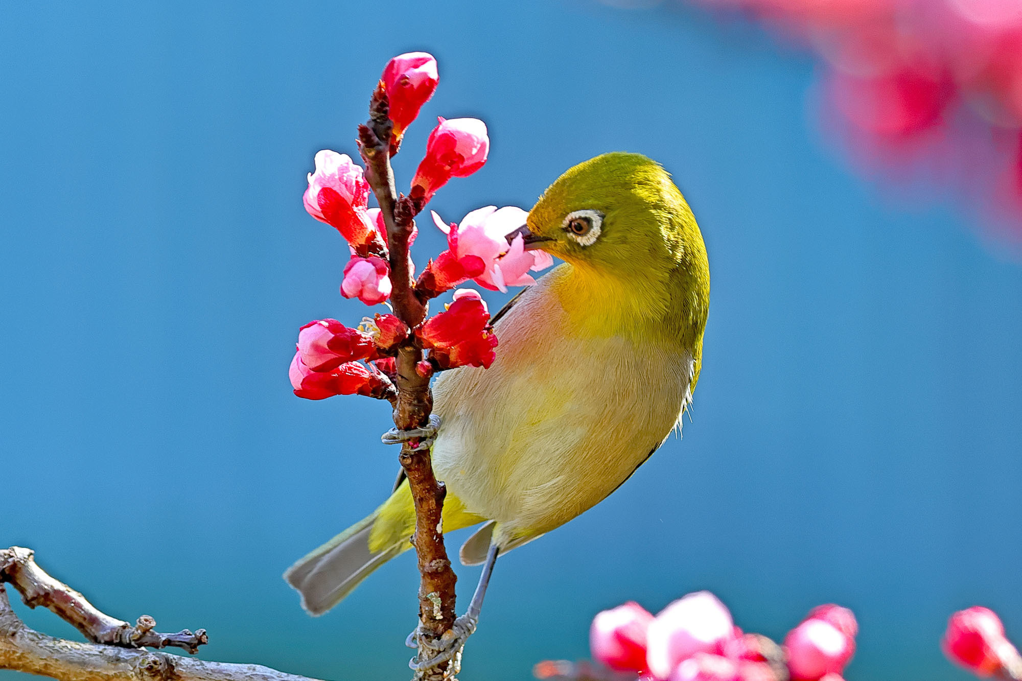 杏の花とメジロ_b0421331_00112639.jpg