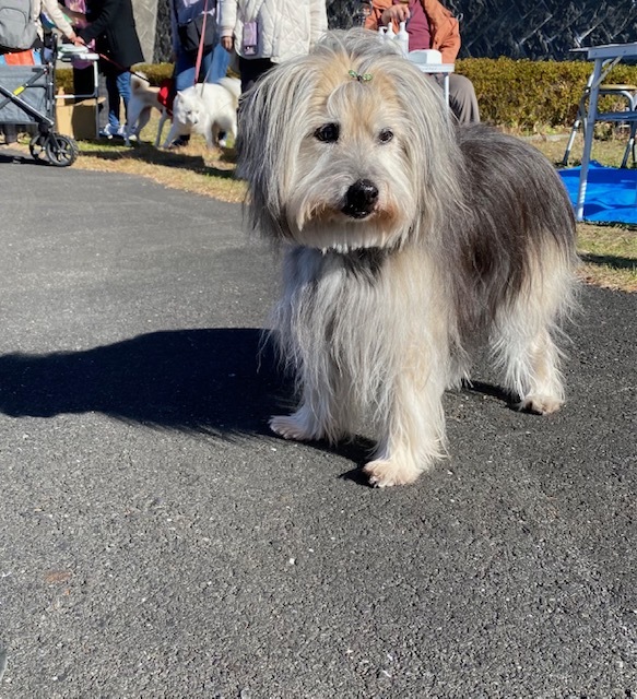 卒業犬ののんちゃんの事_d0106951_20255701.jpg