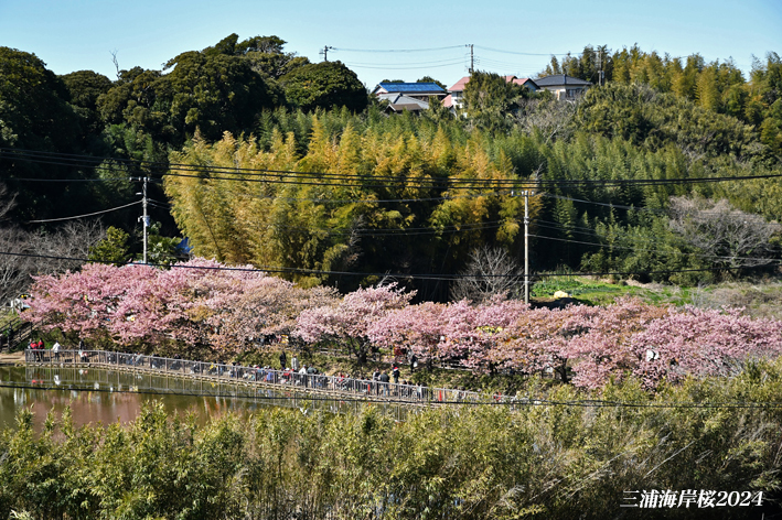 ここの 桜、こんな頃 『三浦海岸桜2024』⑮_d0251161_06465904.jpg