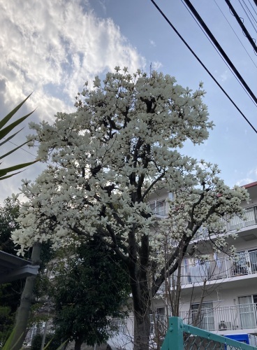 今日も菜の花に快晴は無く_a0050728_18565377.jpeg