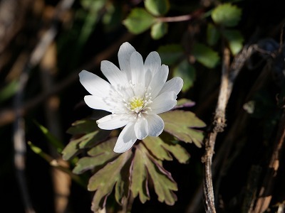 初めての三宅山＆白水湿性花園＆清滝・他_e0272335_13394356.jpg