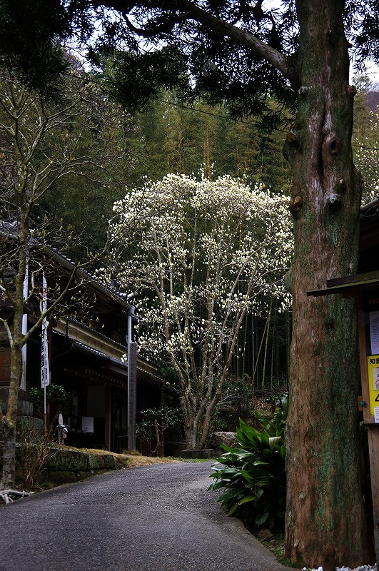 大宝寺　もくれん_c0238352_14493104.jpg