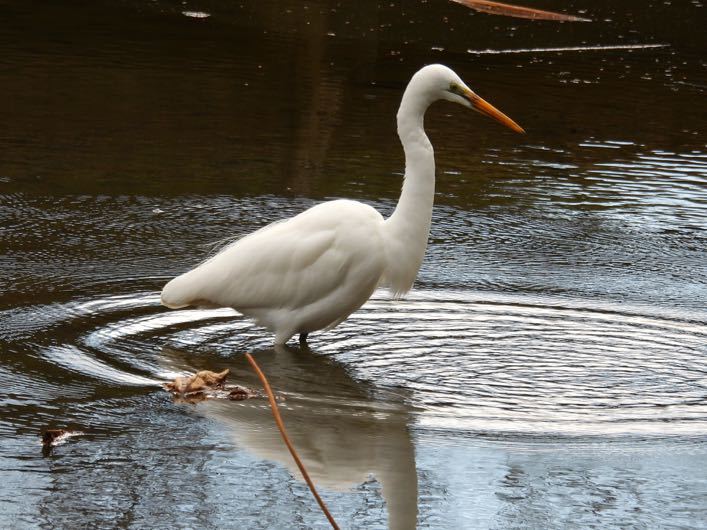 24東京23（Y公園ダイサギ）_f0377573_17560437.jpg