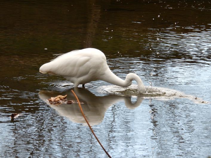 24東京23（Y公園ダイサギ）_f0377573_17560469.jpg