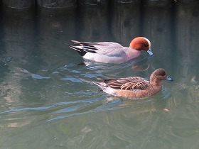 倉敷川河畔の河津桜_e0046477_15224095.jpg