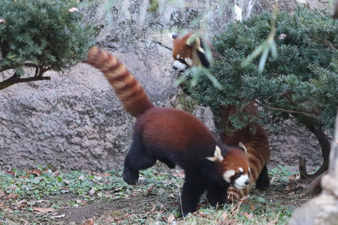 じゃれあうレッサーパンダの子供たち「フジマル＆ランマル」（多摩動物公園）_b0355317_21331118.jpg