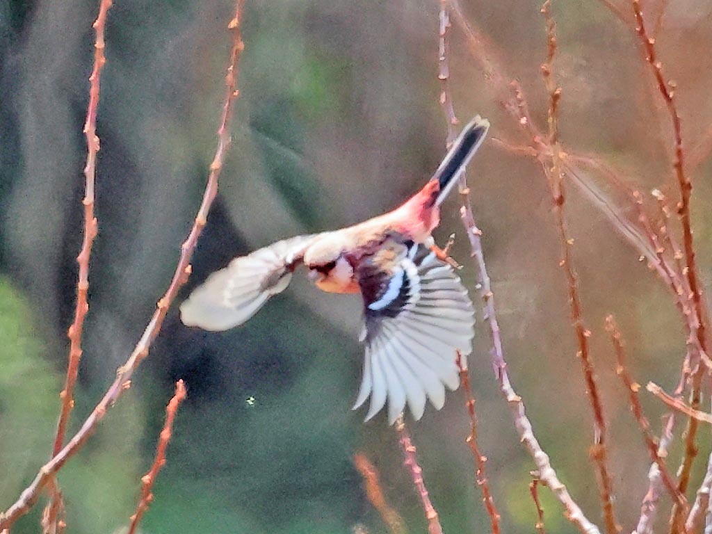 今日の鳥見_b0387717_09080070.jpg