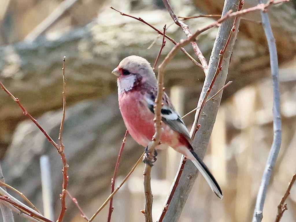 今日の鳥見_b0387717_09081575.jpg