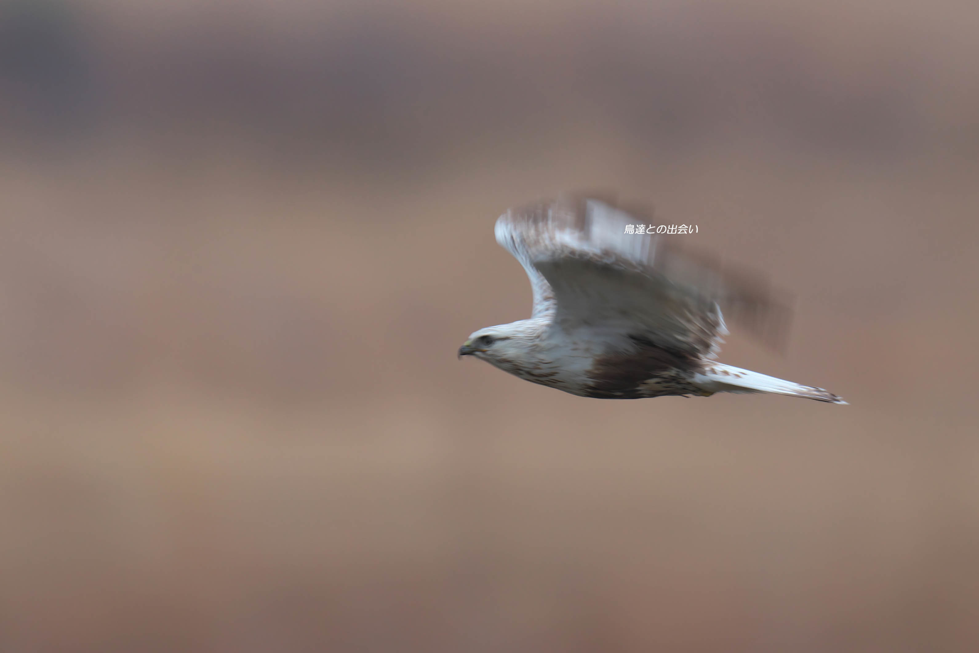 ケアシノスリ（スローシャッター）・・・Rough-legged Buzzard（Slow shutter)_e0139623_08331554.jpg