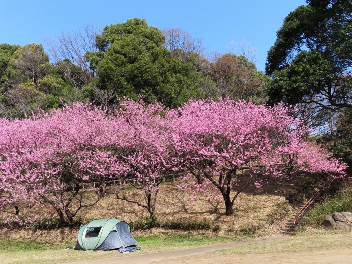 そよ風に揺れるハナモモ。。。令和６年３月１７日（日）撮影_c0316235_22004924.jpg