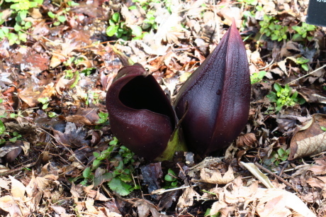 六甲高山植物園_c0218841_17473768.jpg