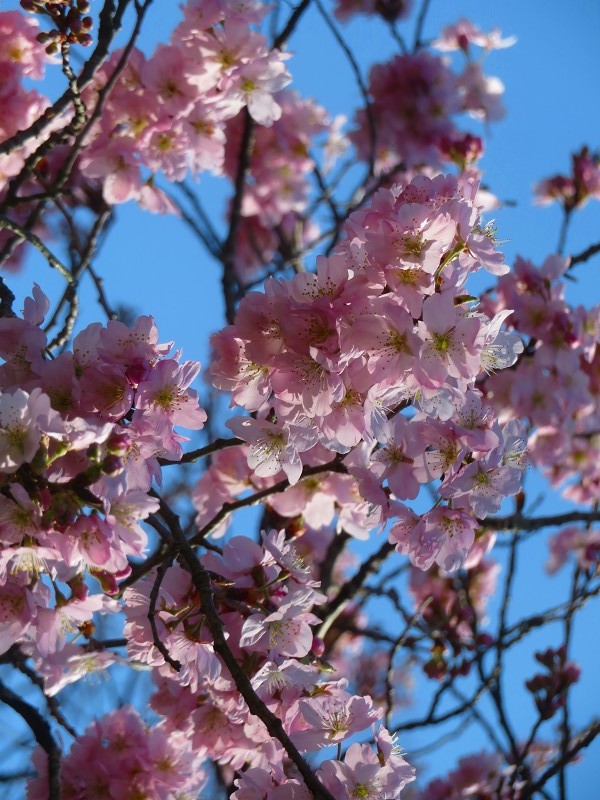 植物園桜「ソメイヨシノ×シナオウトウ」20240318_e0237645_23474851.jpg