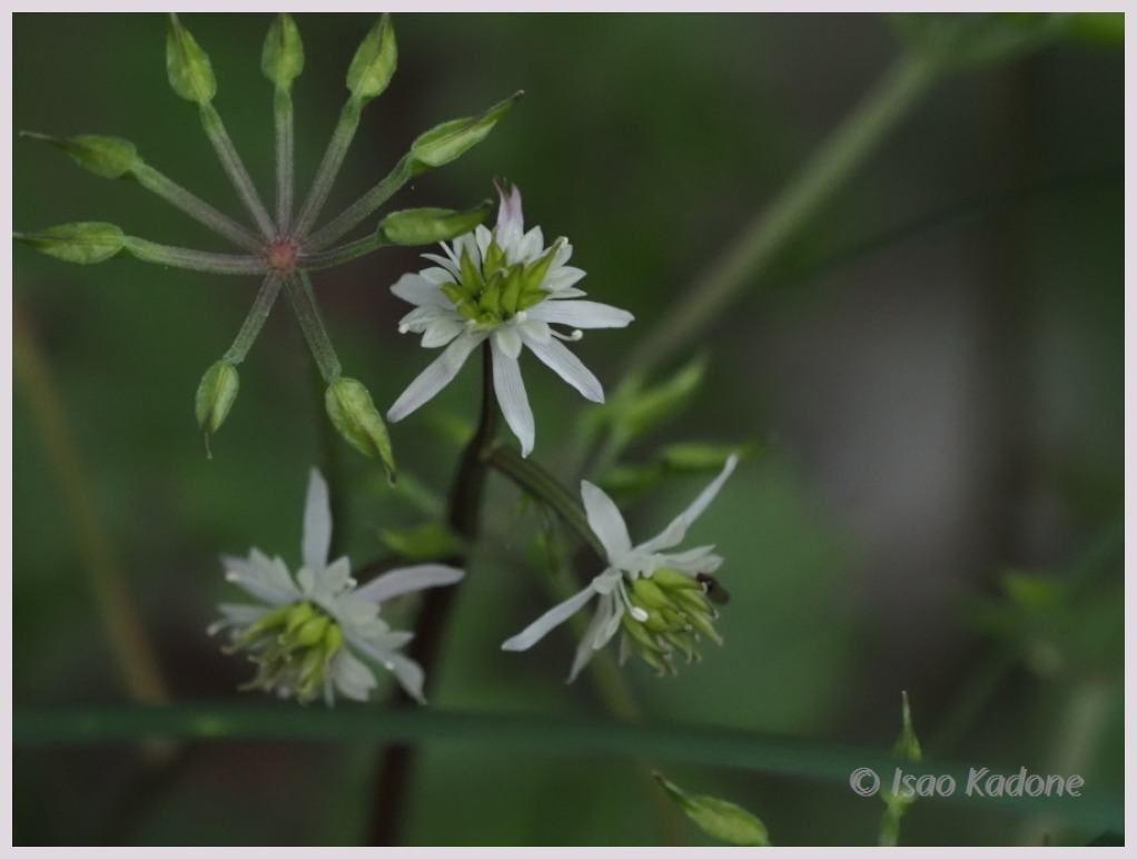 赤塚植物園・春‐２　　　039）_c0068050_01264759.jpg