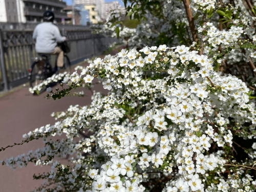 飼い主としての義務がまだ残っていました　なおみへ_d0370681_18173809.jpg