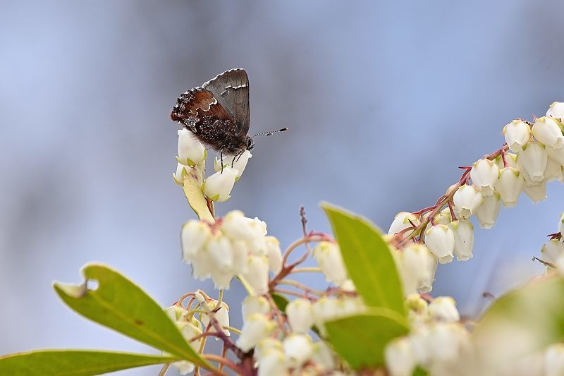 スプリングエフェメラル２種（コツバメ、ミヤマセセリの撮影:2024/03/17）_f0031682_09540254.jpg