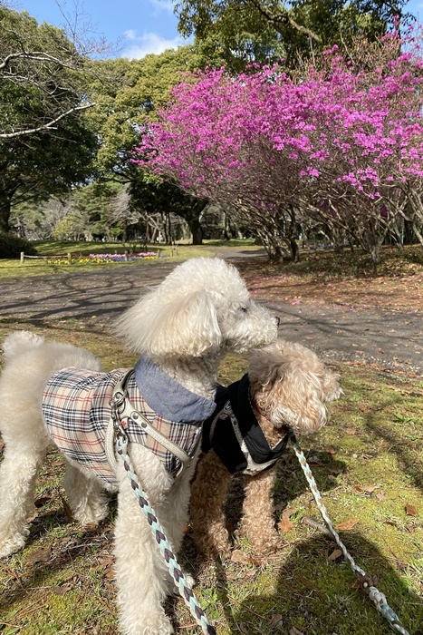 桜にはまだ少し早い公園散歩でミツバツツジ見っけ～_b0175688_20042097.jpg