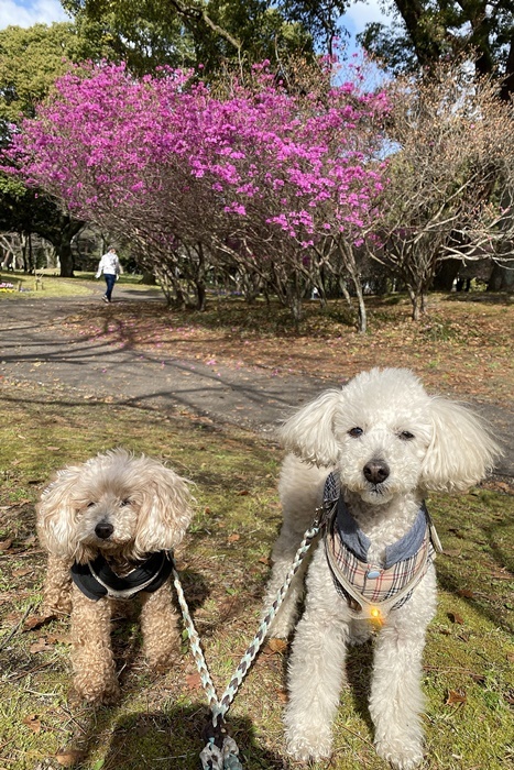 桜にはまだ少し早い公園散歩でミツバツツジ見っけ～_b0175688_20042676.jpg