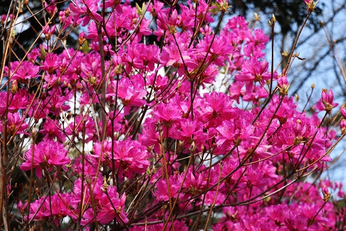 桜にはまだ少し早い公園散歩でミツバツツジ見っけ～_b0175688_20073006.jpg